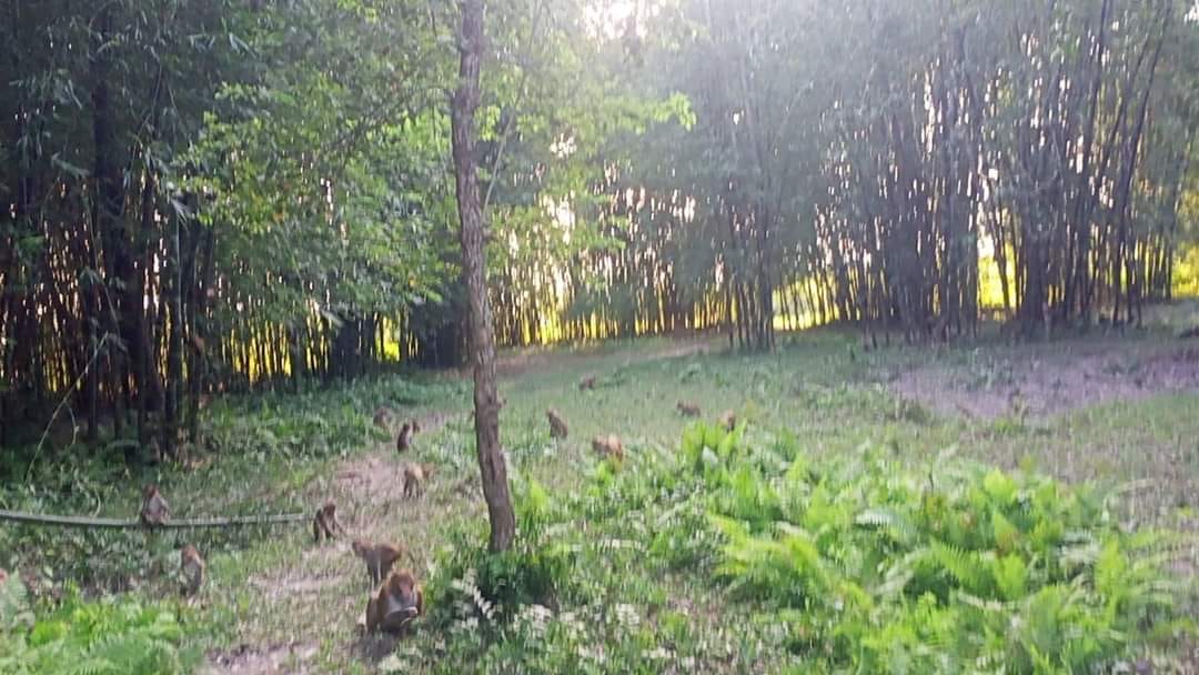 बलात्कार घटनाका आरोपित गिरफ्तार