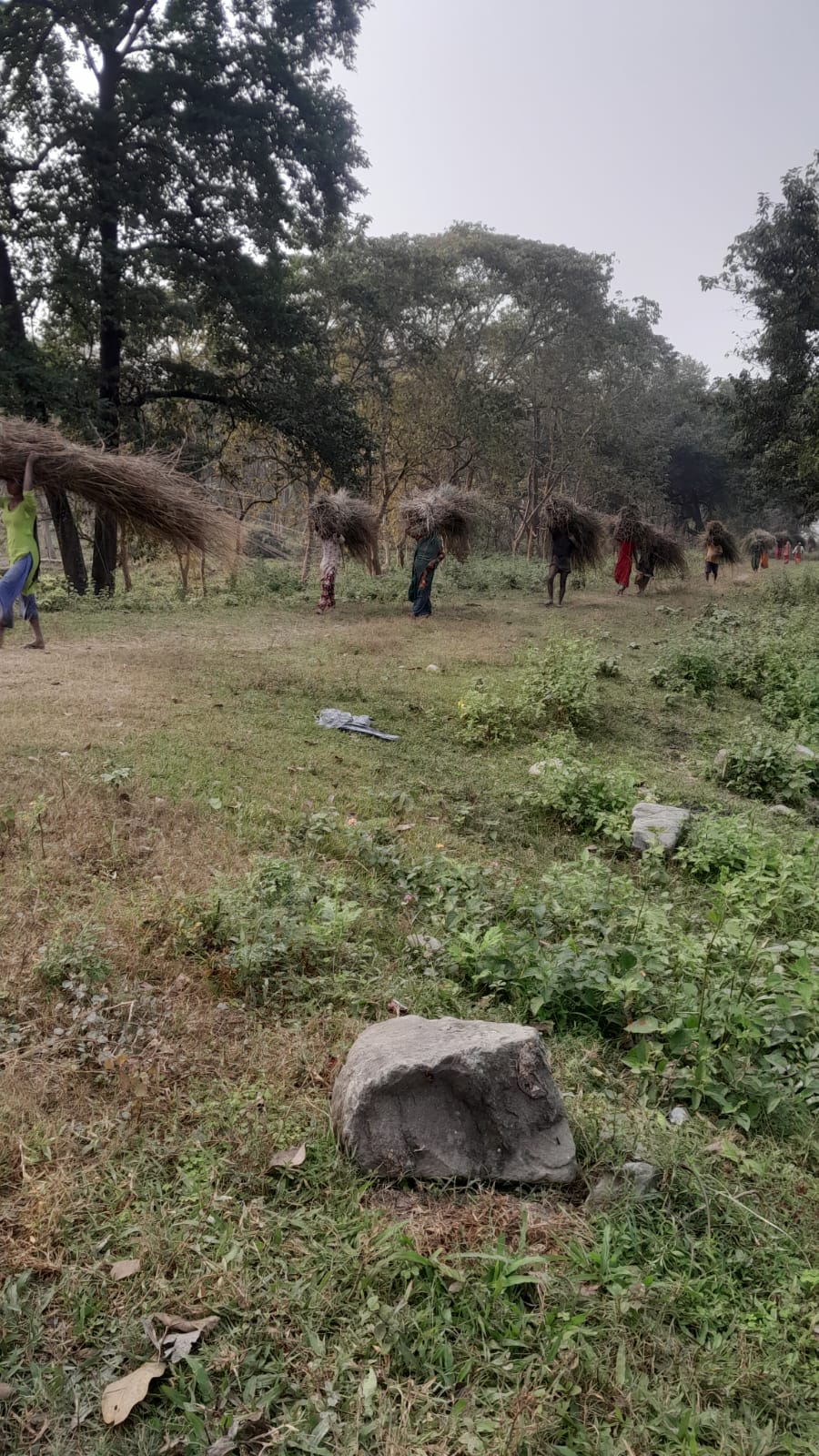 काेशी टप्पु बन्यजन्तु आरक्षमा खरखडाई सक्यो , ४४१९ जनाले काटे खर