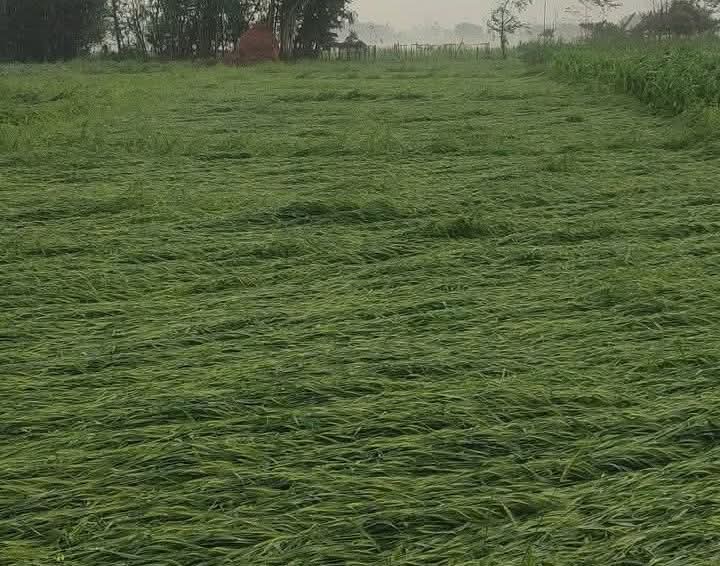 पानी र हावाहुरीले बालीमा क्षति