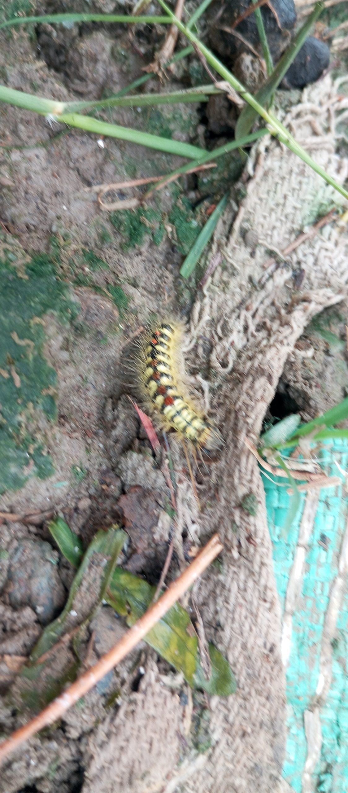 वडा अध्यक्ष सुमन थापा माथि पक्राउ पुर्जी