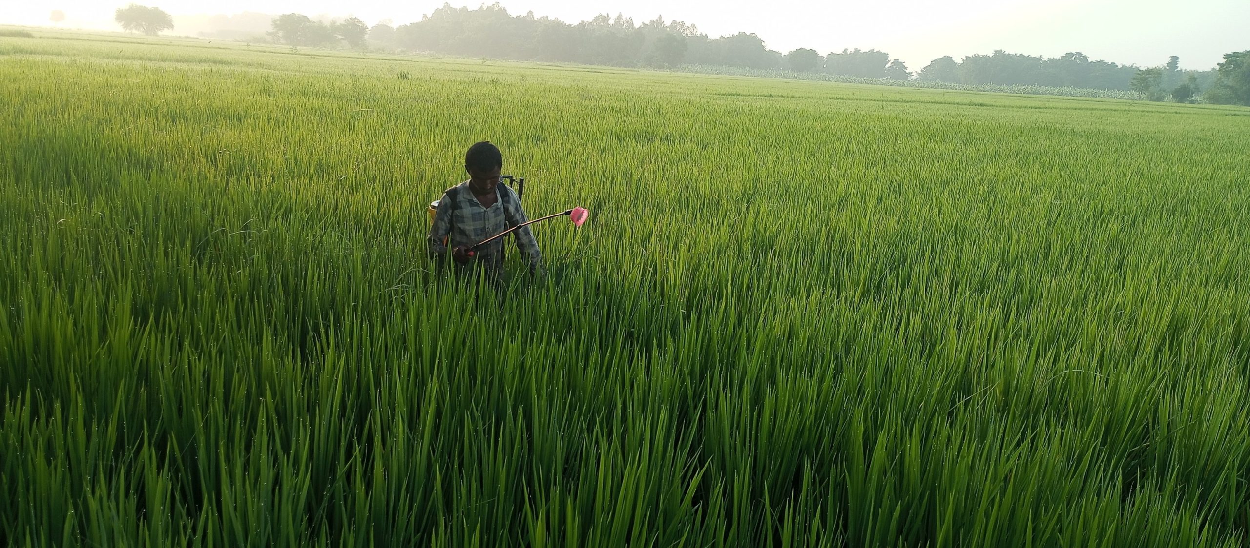 धानमा गबारो रोगको प्रकोप,किसान विषधी छर्न व्यस्त
