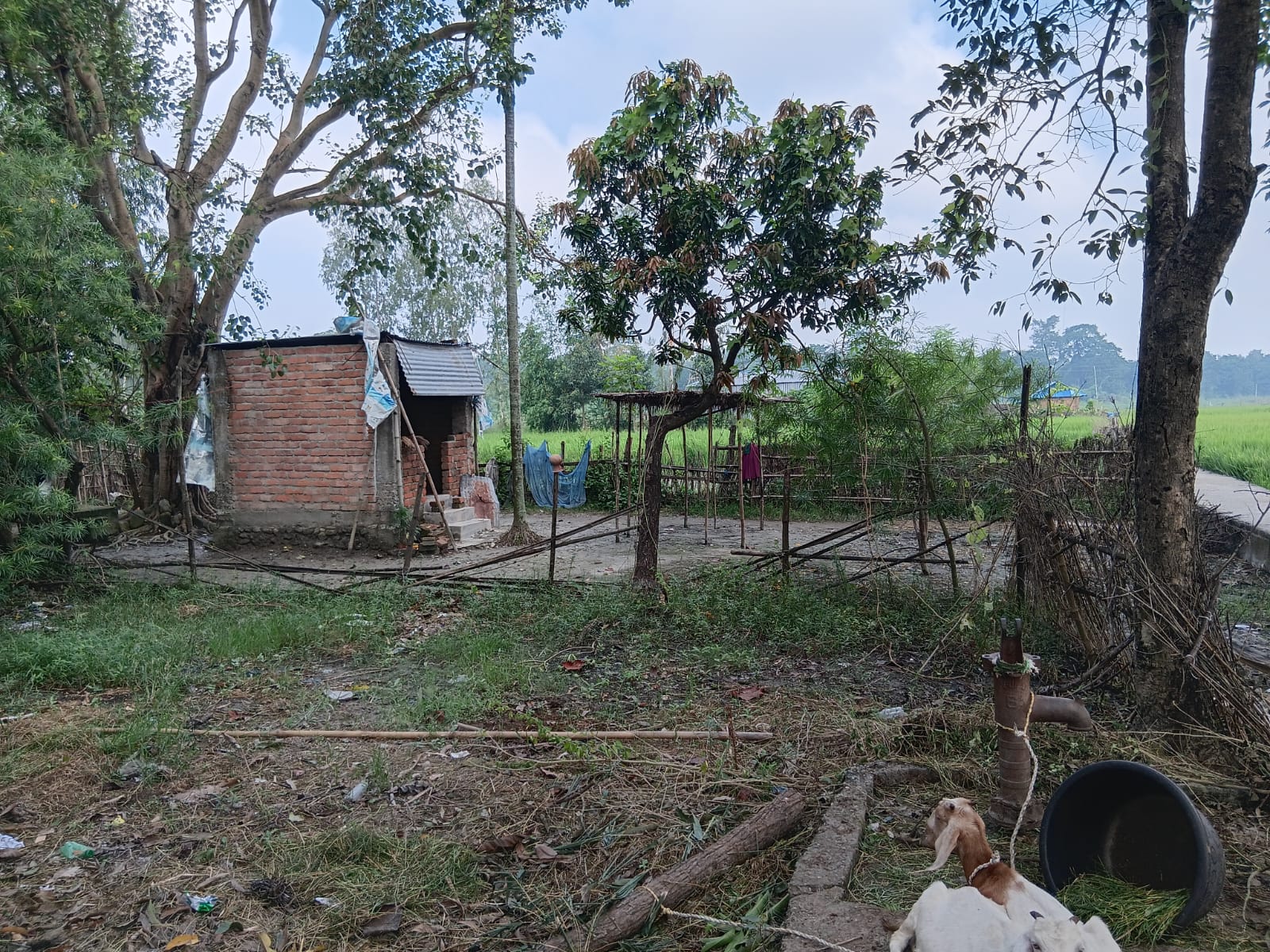 वासिएलको उदाहरणिय काम