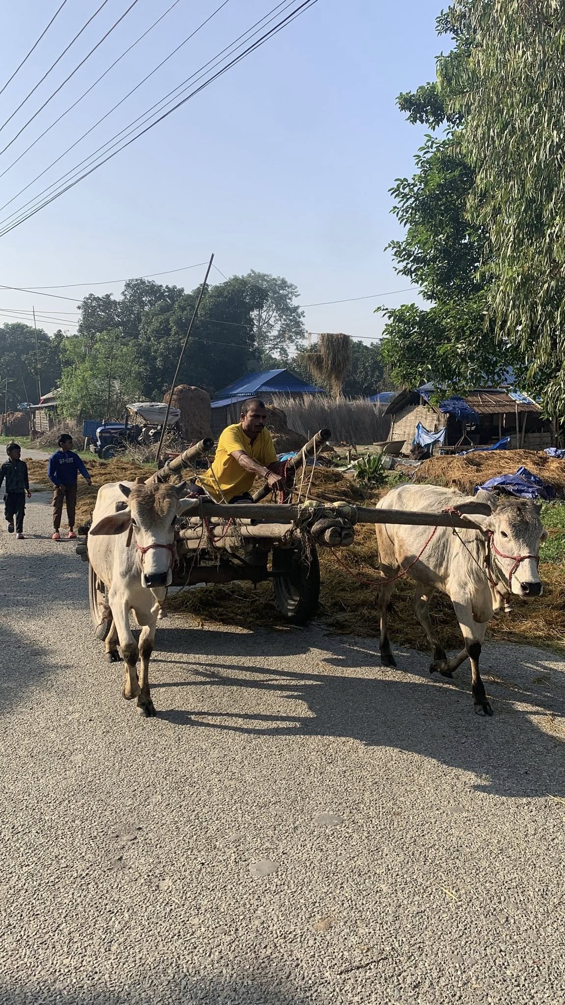 गोरुगाढा लोपोन्मुख अवस्थामा