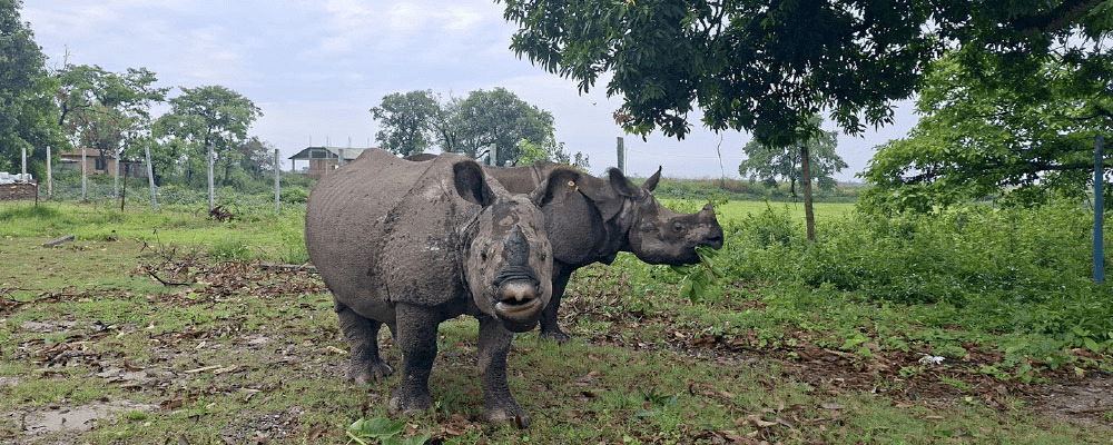 पुष्पाञ्जलीलाई भाले साथी छिट्टै
