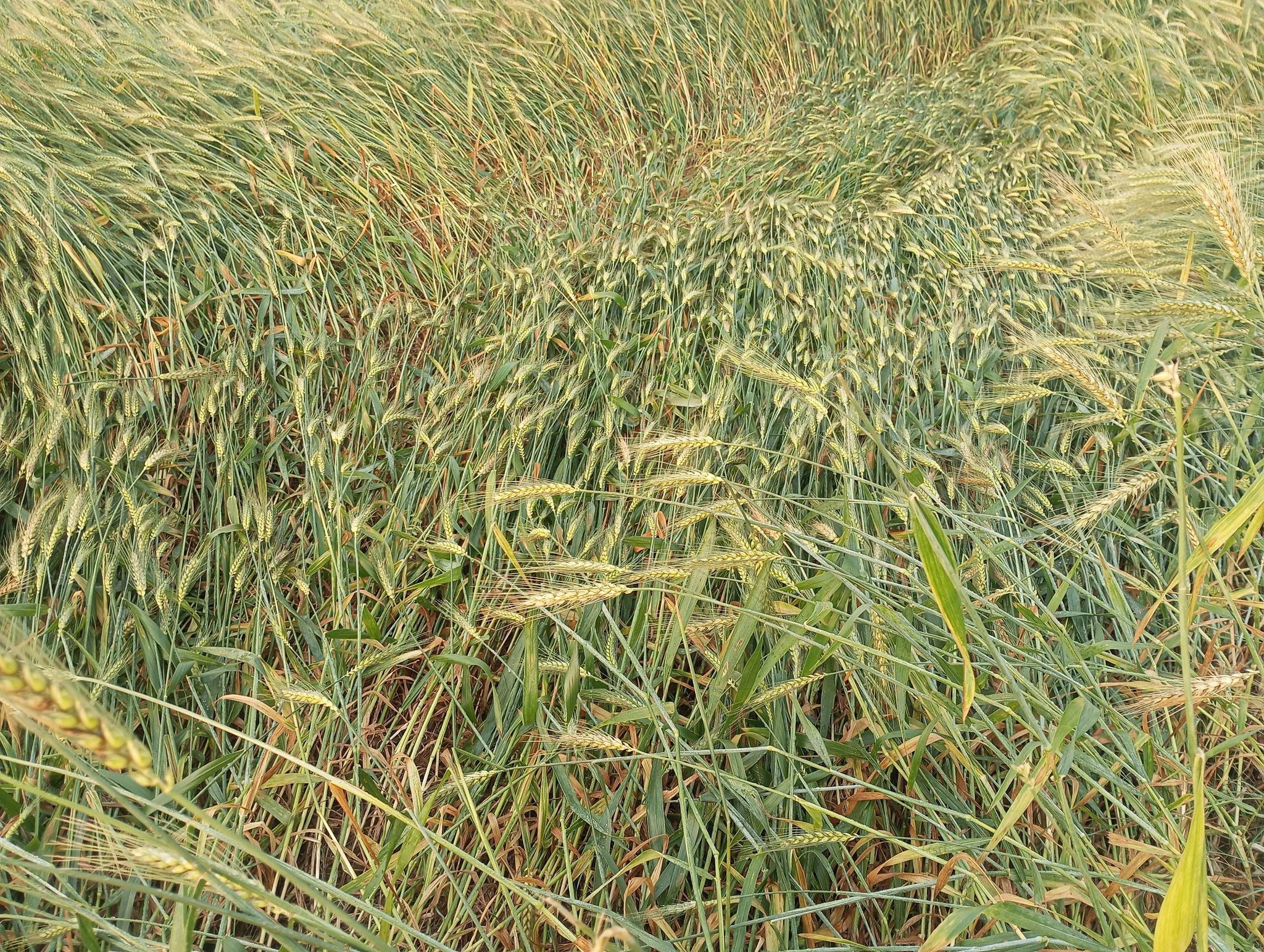 प्रदुषण विरूद्धमा परेको रिटमा परमादेश जारी