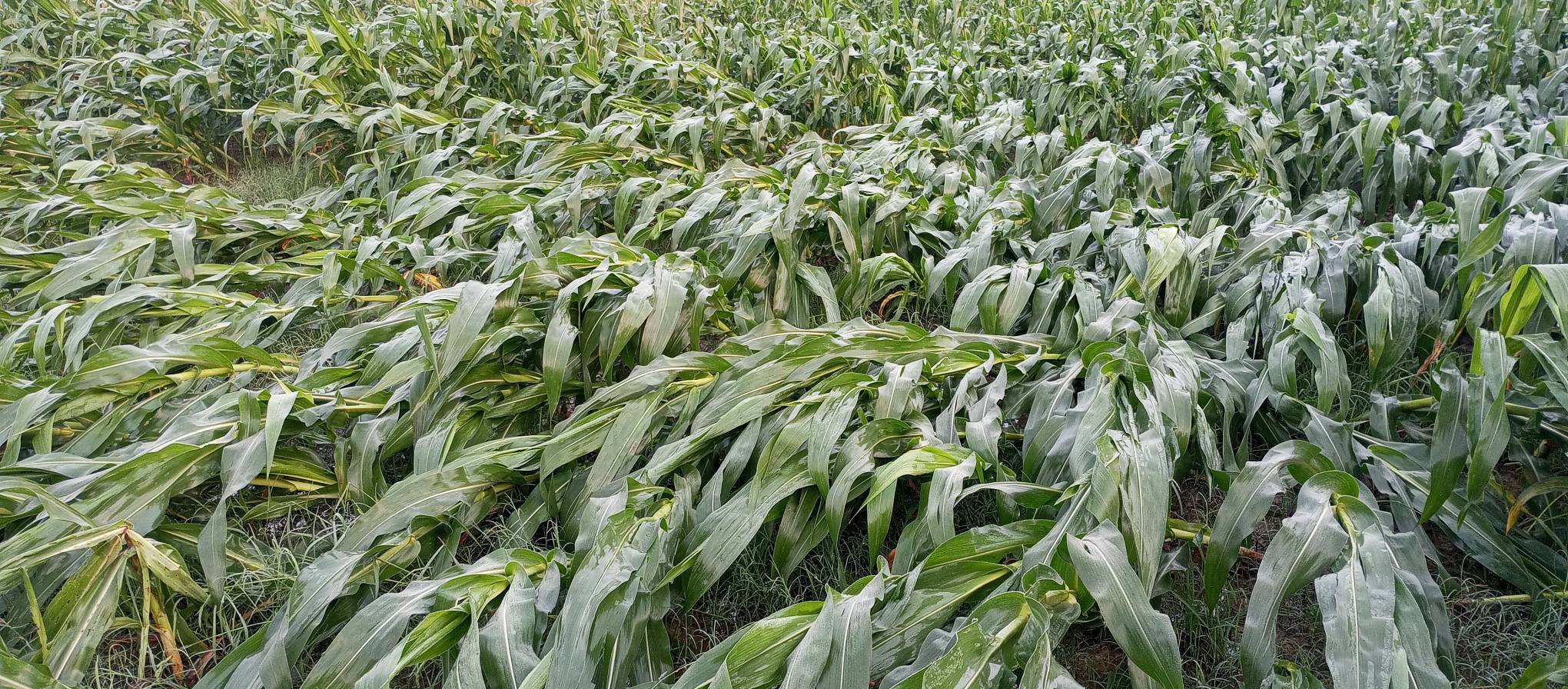 हावाहुरीसहितको असिनापानीले मकैं र गहुँ बाली तथा तरकारी बालीमा क्षती