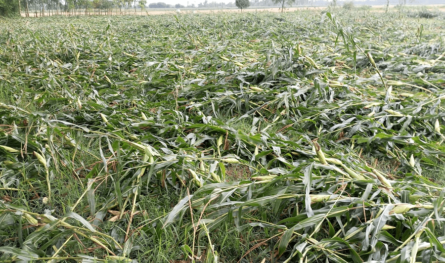 हावाहुरीले ठुलो क्षति, विद्युत् सेवा अवरुद्ध